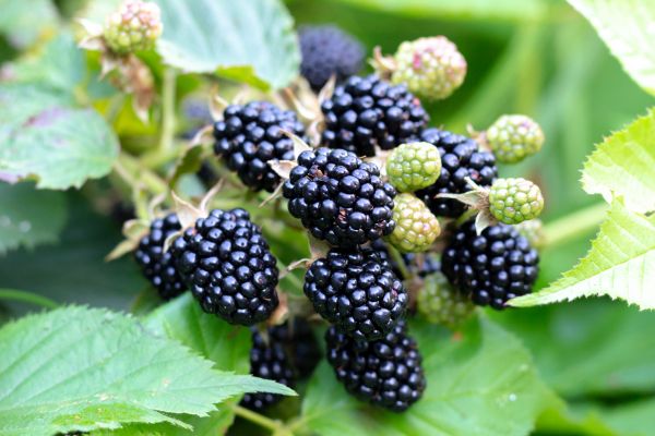 Blackberry Bush Removal in South Jordan