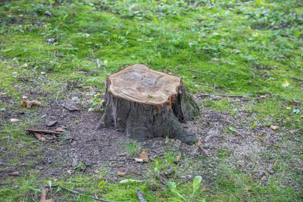 Bush Stump Removal in South Jordan