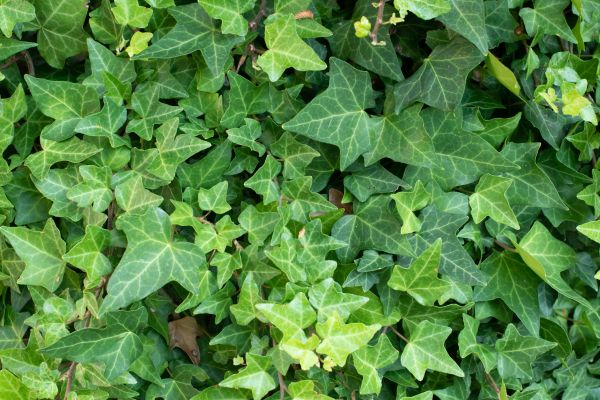 English Ivy Removal in South Jordan