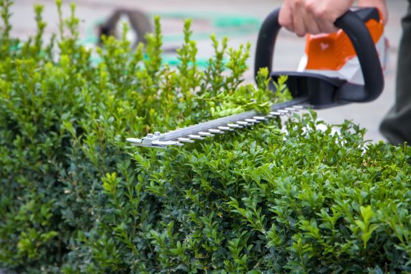 Hedge Pruning in South Jordan