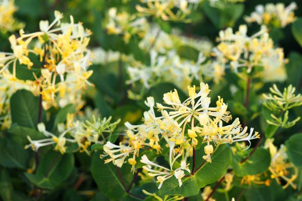 Honeysuckle Removal in South Jordan