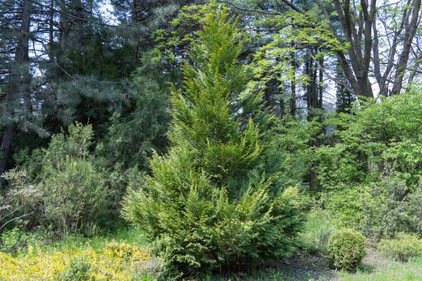 Juniper Pruning in South Jordan