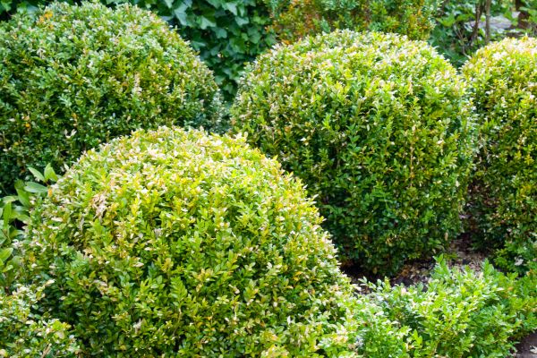 Landscape Trimming Service in South Jordan