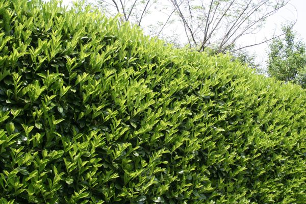 Laurel Removal in South Jordan