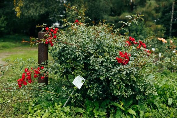 Rose Bush Removal in South Jordan