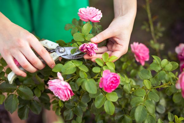 Rose Trimming in South Jordan