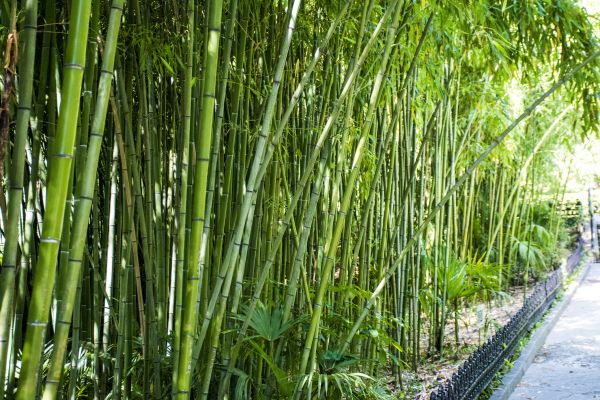 Bamboo Root Removal in South Jordan