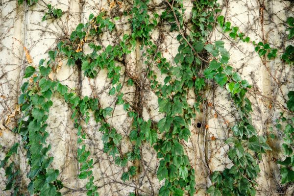 Vine Removal Service in South Jordan