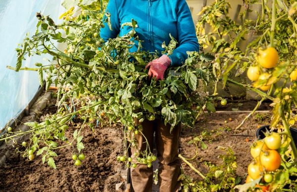 Garden Plant Removal in South Jordan