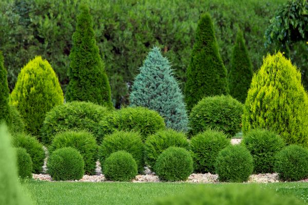 Shrub Shaping in South Jordan