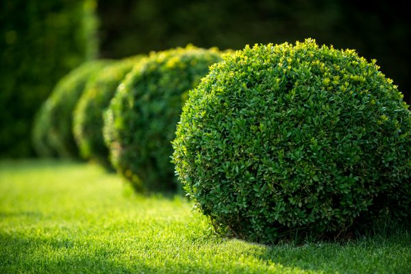Bush Pruning in South Jordan