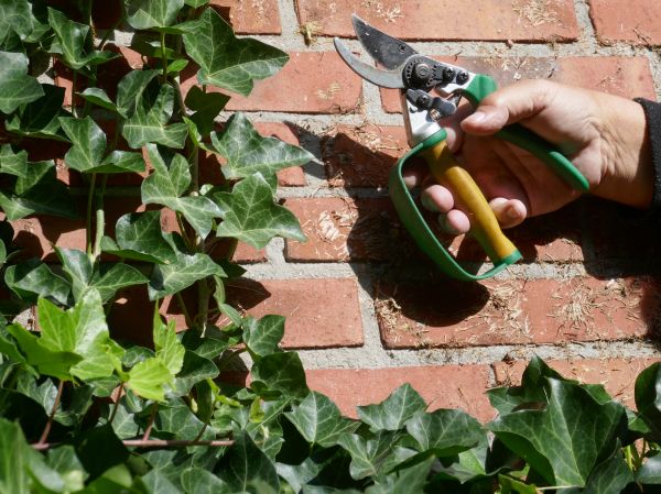 Ivy Removal Service in South Jordan
