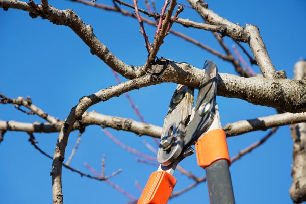 Selective Pruning in South Jordan