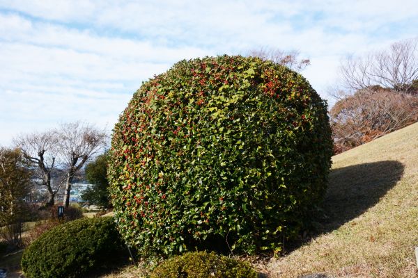 Holly Trimming in South Jordan