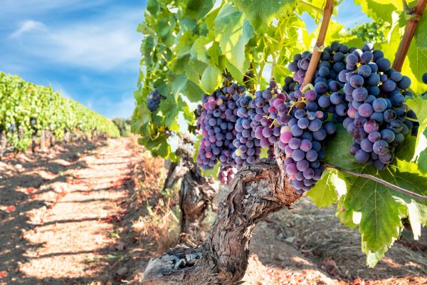 Grapevine Pruning in South Jordan