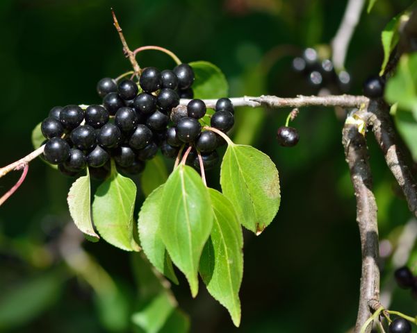 Buckthorn Removal in South Jordan