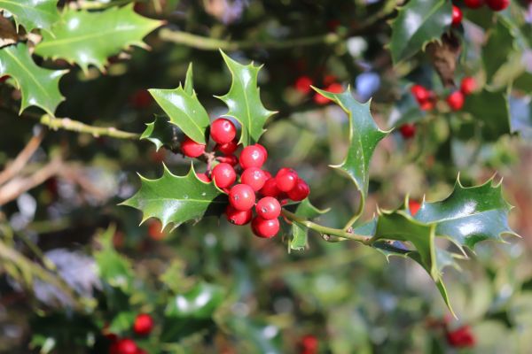 Holly Tree Trimming in South Jordan