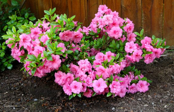 Azaleas Removal in South Jordan