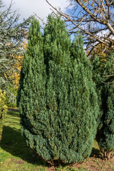 Juniper Trimming in South Jordan