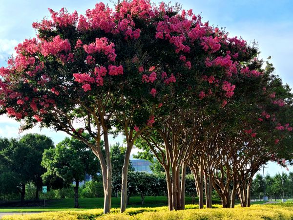 Crepe Myrtle Pruning in South Jordan