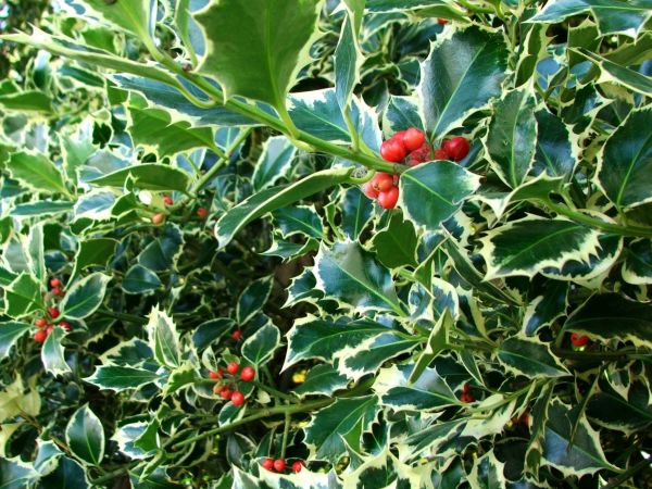 Holly Bushes Trimming in South Jordan