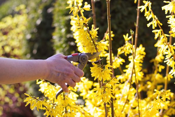 Forsythia Pruning in South Jordan