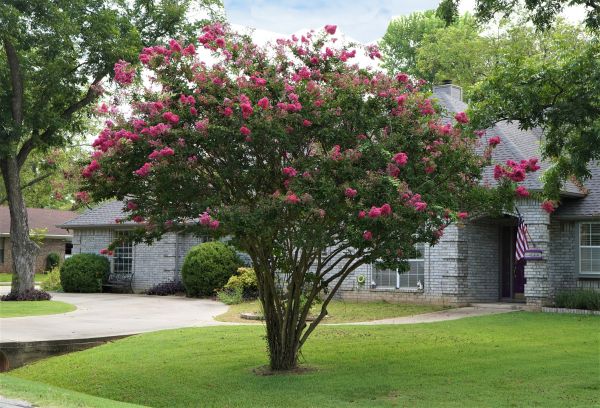 Crepe Myrtle Trimming in South Jordan