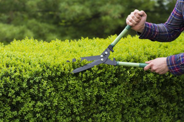 Evergreen Shrub Pruning in South Jordan