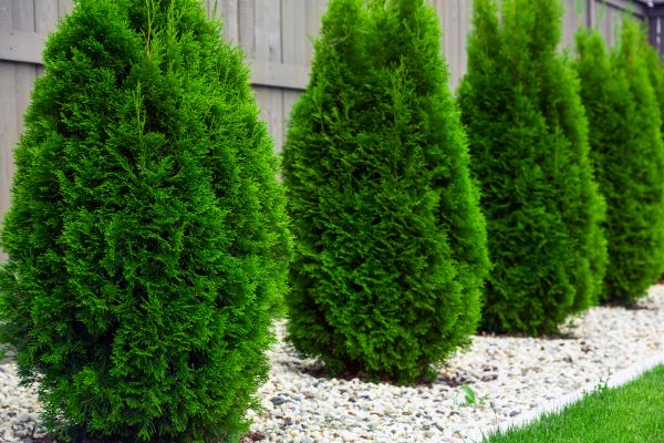 Arborvitae Shaping in South Jordan