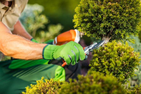 Landscape Pruning Service in South Jordan