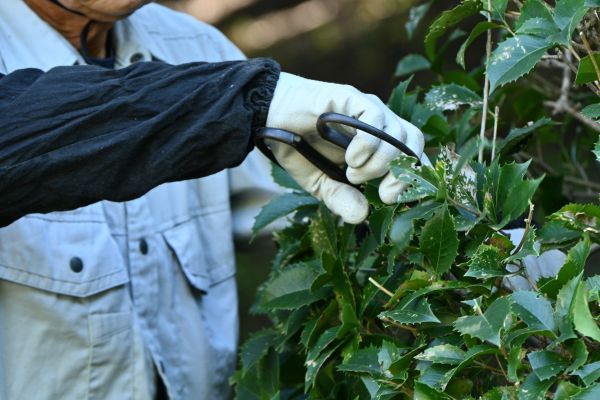 Holly Pruning in South Jordan