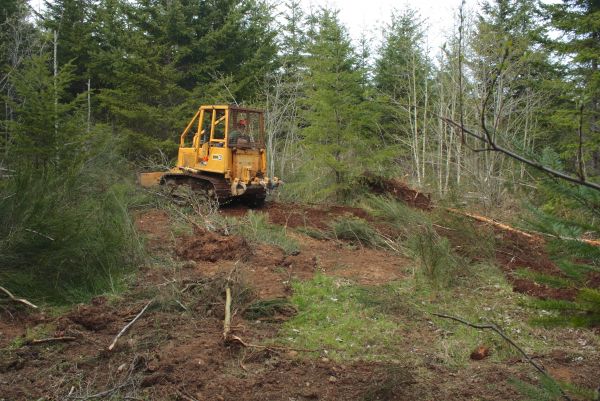 Shrubbery Clearing in South Jordan