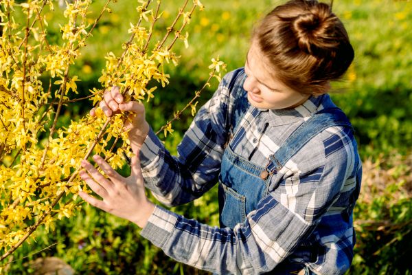 Forsythia Trimming in South Jordan