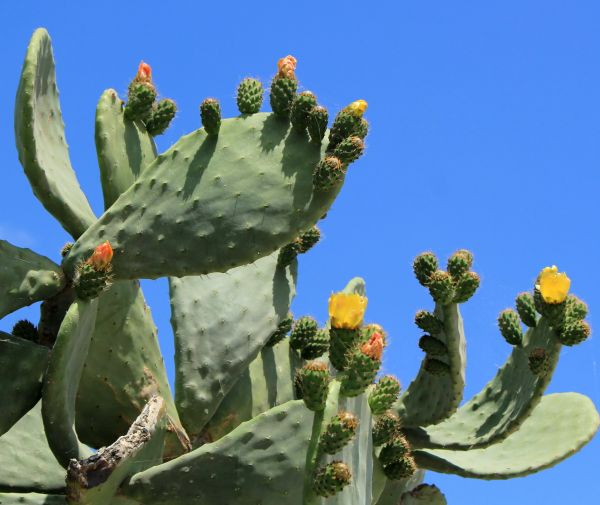 Cactus Removal in South Jordan