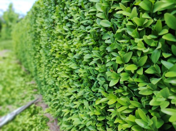 Boxwood Pruning in South Jordan