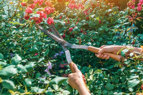 Knockout Roses Pruning in South Jordan