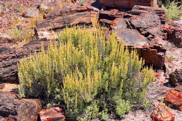 Sagebrush Removal in South Jordan