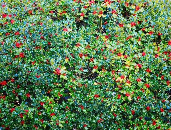 Holly Bush Removal in South Jordan