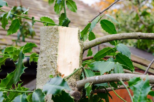 Holly Tree Removal in South Jordan