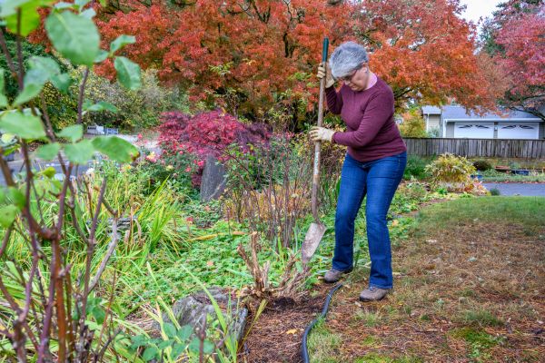 Dead Bush Removal in South Jordan