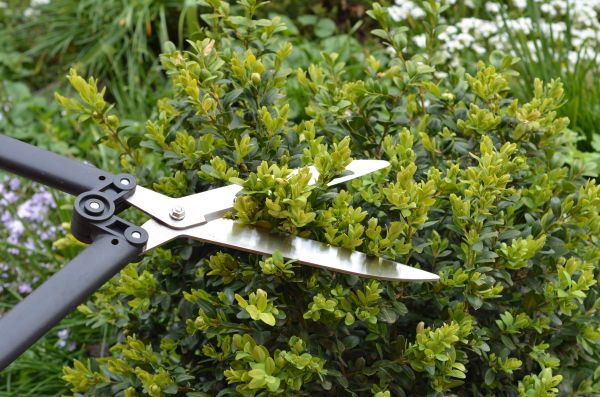 Boxwood Trimming in South Jordan