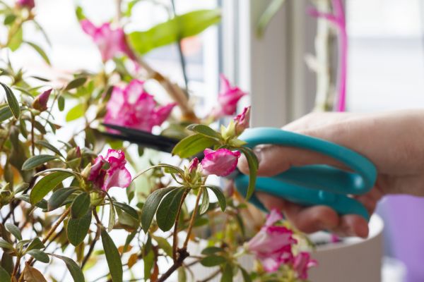 Azalea Pruning in South Jordan
