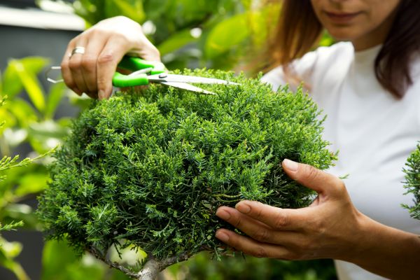 Juniper Shrub Pruning in South Jordan
