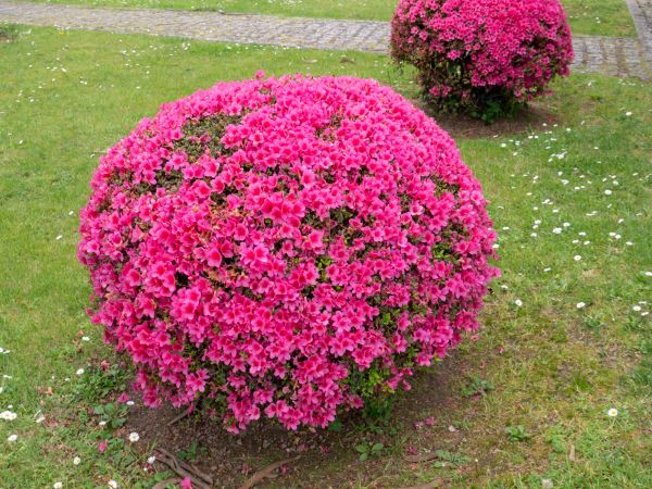 Rhododendron Pruning in South Jordan