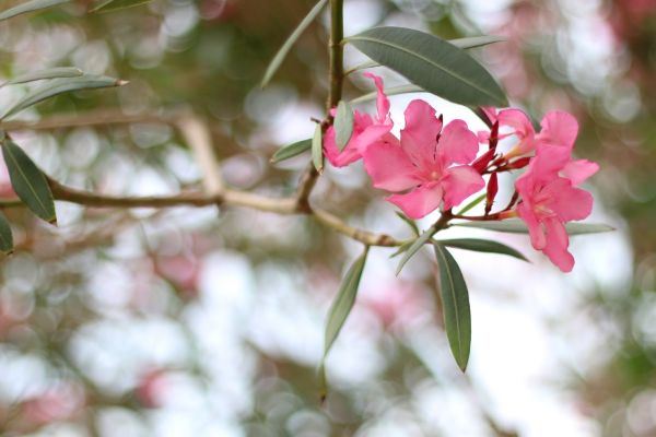 Oleander Removal in South Jordan