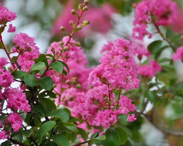 Crepe Myrtle Removal in South Jordan