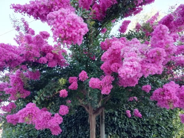 Crape Myrtle Pruning in South Jordan