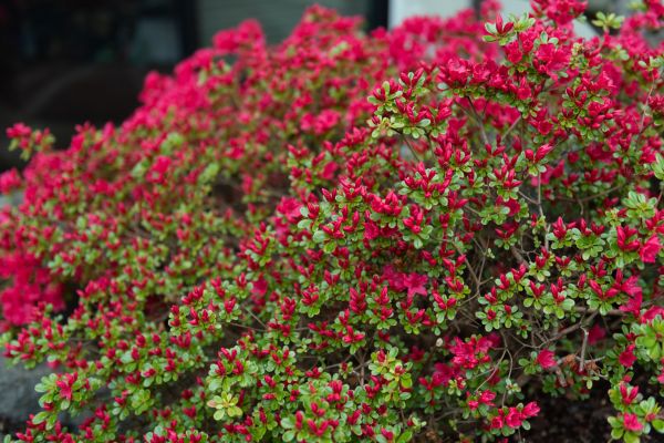 Weigela Removal Service in South Jordan