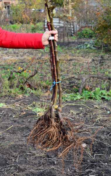 Shrub Root Removal in South Jordan