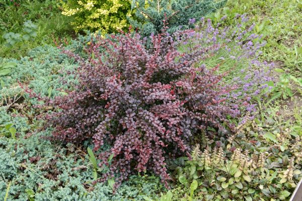 Japanese Barberry Removal in South Jordan